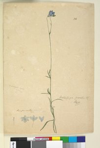 Page 36. Wahlenbergia gracilis