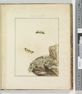 Page 39. Planche 10 Lithosa Replana, 1803-04