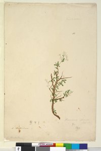 Page 42. Bursaria spinosa - John William Lewin