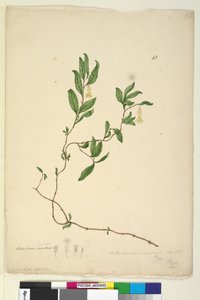 Page 43. Billardiera scandens - John William Lewin