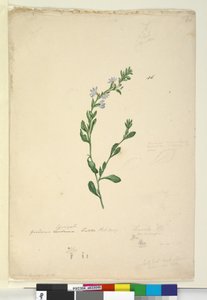 Page 46. Goodenia laevigata - John William Lewin