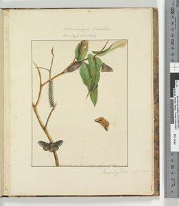 Page 47. Pl.12 Clisiocampa Lewinae Bombyx Lewinae