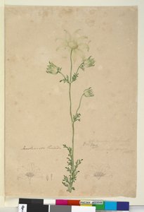 Page 48. Actinotus helianthi - John William Lewin