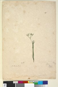 Page 49. Trachymene linearis