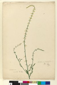 Page 51. Stackhousia - John William Lewin