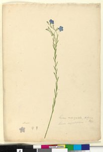 Page 52. Linum marginale - John William Lewin