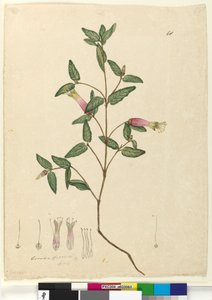 Page 68. Correa speciosa - John William Lewin