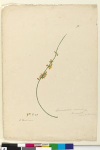 Page 75. Sphaerolobium vimineum