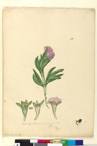 Page 82. Mesembryanthemum aequilaterale - John William Lewin