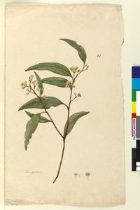 Page 83. Eucalyptus - John William Lewin