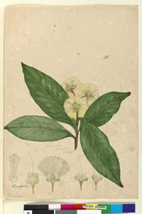 Page 85. Angophora intermedia - John William Lewin