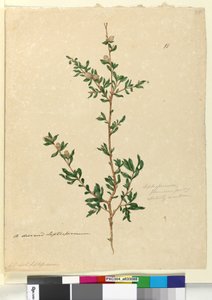 Page 88. Leptospermum flavescens - John William Lewin