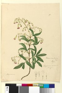 Page 99. Bignonia australisPandorea pandorana - John William Lewin