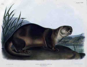 Lutra Canadensis ou Lataxina Mollis (Loutre du Canada), planche 122 de 