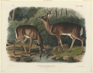 Cervus Virginianus - John Woodhouse Audubon