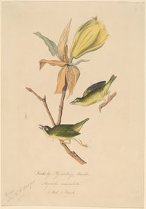 Paruline du Kentucky attrapant des mouches - John Woodhouse Audubon