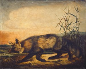 Renard à longue queue, 1848-1854 - John Woodhouse Audubon