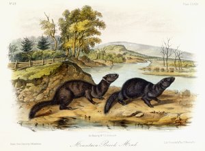 Vison de ruisseau de montagne, vers 1849-1854 - John Woodhouse Audubon