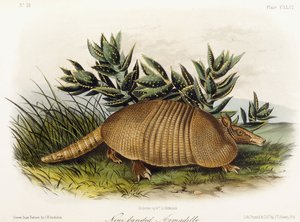Tatou à neuf bandes - John Woodhouse Audubon