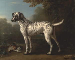 Un chien gris tacheté - John Wootton