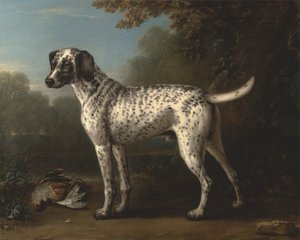 Un chien tacheté gris - John Wootton