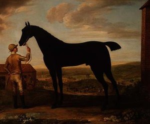 "Basto", cheval de course bai foncé tenu par un palefrenier devant l