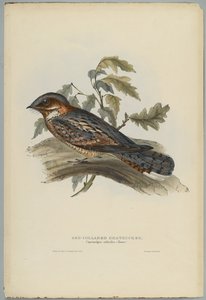 Caprimulgus Ruficollis - John after Gould