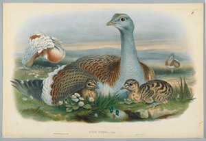 Otis Torda - Grande Outarde, dessinée par J. Wolf, gravée par H. C. Richter - John after Gould