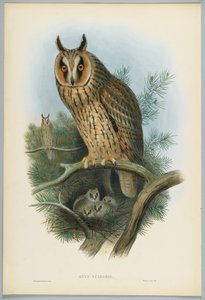 Otus Vulgaris - Hibou moyen-duc, dessiné par J. Wolf, gravé par H. C. Richter - John after Gould