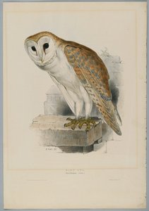 Strix Flammea - Chouette effraie