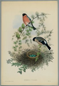 Image inconnue - John after Gould