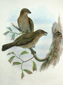 Ailuroedus Dentirostris, Oiseau-chat à bec denté