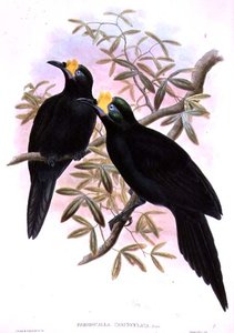 Paradigalla Carunculata - John and Hart, William Gould