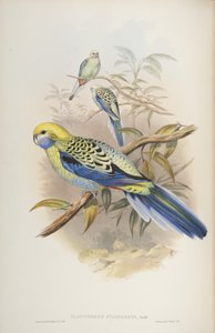 Platycerus cyanogenus, de Les Oiseaux d