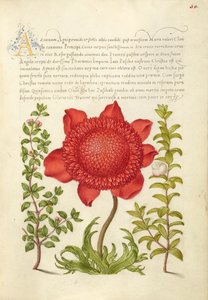 Basilic thym, anémone coquelicot et myrte