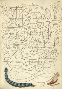 Chenille et insecte - Joris Hoefnagel