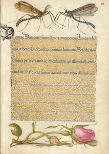 Mouche de la grue à crête, insecte et rose française - Joris Hoefnagel