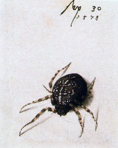 Araignée femelle, 1578 - Joris Hoefnagel