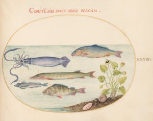 Poisson, c.1575-80 - Joris Hoefnagel