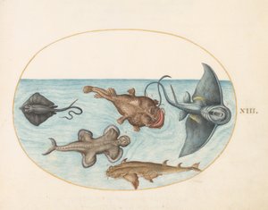 Poisson, vers 1575-80