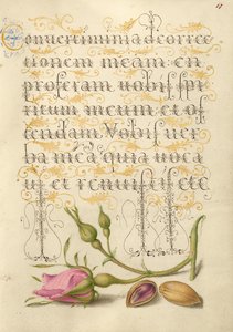 Rose française et pistache - Joris Hoefnagel