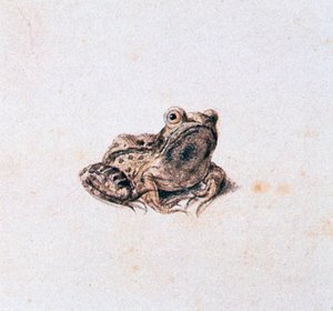 Grenouille verte, 16ème siècle - Joris Hoefnagel