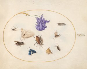 Insectes, vers 1575-80 - Joris Hoefnagel