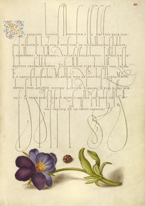 Coccinelle et pensée sauvage européenne - Joris Hoefnagel