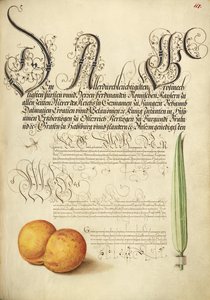 Éphémère, abricot et roseau - Joris Hoefnagel