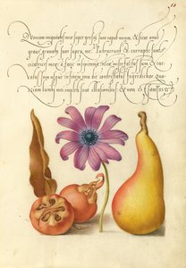 Nèfle, anémone coquelicot et poire