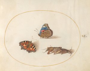 Planche 11 : petite tortue et vulcain avec une courtilière - Joris Hoefnagel