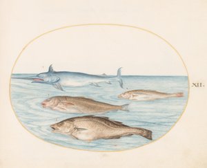 Planche 12 : Un espadon et trois autres poissons - Joris Hoefnagel