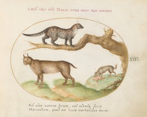 Planche 14 : Une civette, un lynx et une hyène