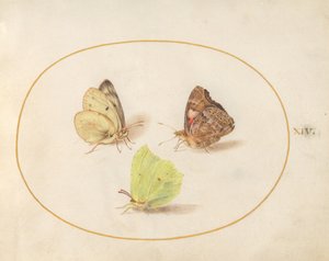 Planche 14 : papillons citron, belle-dame et souci - Joris Hoefnagel